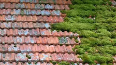 So reinigen Sie das Dach einfach und risikofrei von Moos: eine einfache und sichere Methode