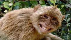 8 der intelligentesten Primaten der Erde, die den Menschen herausfordern