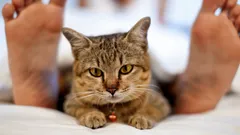 Tiere und Psychologie: Warum sich das Verhalten von Katzen ändert, wenn der Halter krank ist?