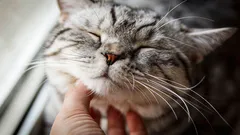 Schnurren alle Katzen? Experten kommen zu einem unerwarteten Ergebnis