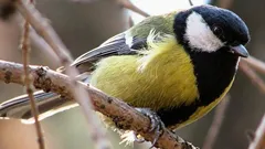 Forschende finden nach 75 Jahren etwas Seltsames und «Menschliches» in Meisenliedern