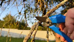 Die Gartenschere kann warten: 6 Pflanzen, die man im März niemals schneiden sollte