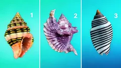 Wählen Sie eine Muschel aus – der Test zeigt Ihren wahren Charakter